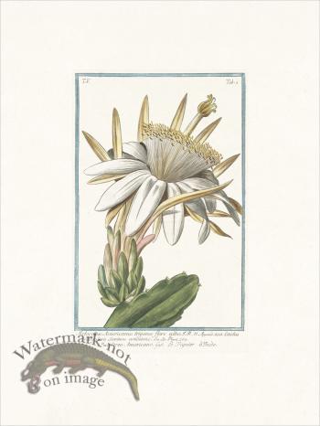 Bonelli 403 Cactus melon